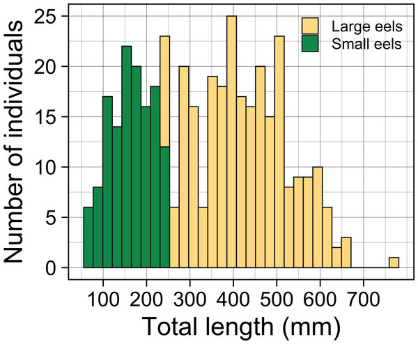 Total lengths (TL) frequency histogram of A. marmorata eels collected in the Oganeku River.