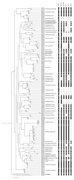 PhyML tree of Anura species based on COI sequences obtained mainly from Mato Grosso do Sul State specimens.