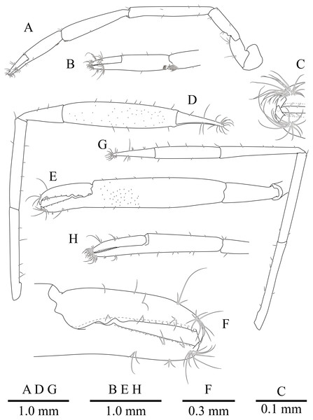 Mesopontonia kimwoni sp. nov., ovigerous female pocl 2.5 mm (NIBRIV0000862985), holotype.