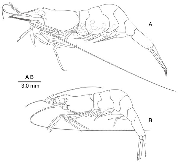 Mesopontonia verrucimanus Bruce, 1996, habitus, lateral view.