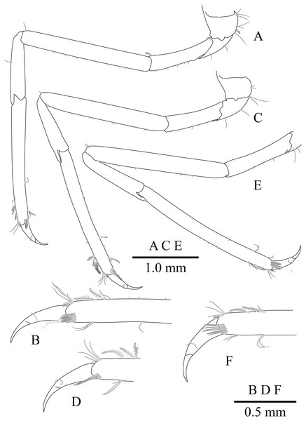 Mesopontonia verrucimanus Bruce, 1996, ovigerous female, pocl 3.7 mm (NIBRIV0000862989).