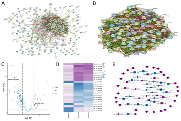 Construction And Analysis Of Macrophage Infiltration Related CircRNA ...