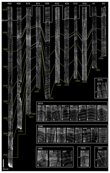 CT scans of coral skeletal cores from Abu Shosha.