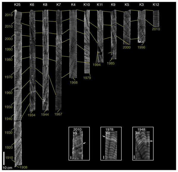 CT scans of coral skeletal cores collected outside of Abu Shosha.