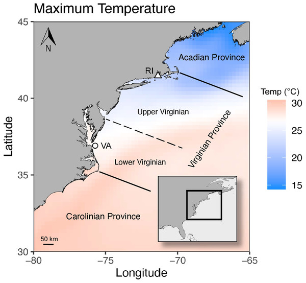 Maximum sea surface temperatures averaged across 1982 to 2018 for part of the range of Astrangia poculata, including the populations sampled in this study.