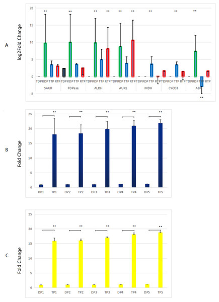 Comparison of the transcriptome analysis and the RT-qPCR analysis.