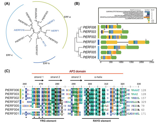 Phylogenetic tree and gene structure analysis of seven ERF TFs.