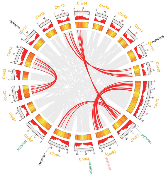 Syntenic relationships of seven ERF genes among 19 Populus LGs are detected using the MCScanX programme.