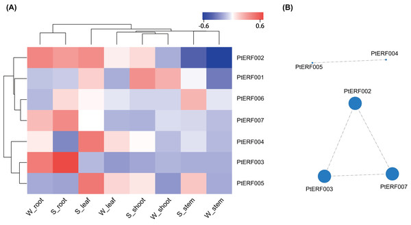 Heatmap clustering and correlations of the seven ERF genes based on RNA-Seq.