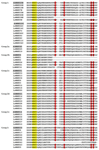 Multiple sequence alignment of the 44 LrWRKY proteins and selected A. thaliana proteins. ‘N’ and ‘C’ indicate the N-terminal and C-terminal WRKY domains.