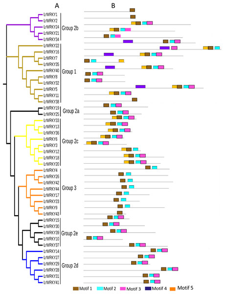 Phylogenetic relations and conserved protein motifs in L. ruthenicum.