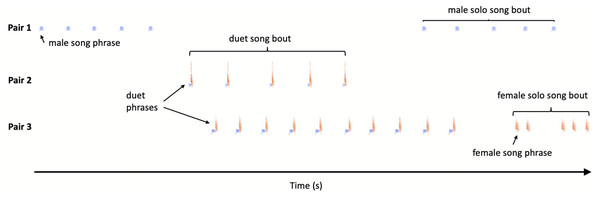 Sketch illustration of multichannel recording output with different pairs of the Yellow-breasted Boubous producing alternating, overlapping and type matching song bouts.