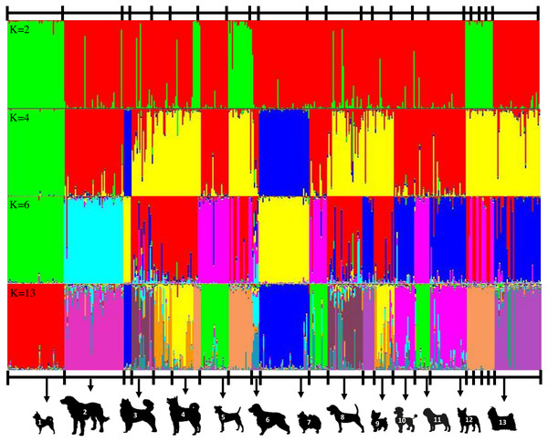 Clustering assignment of 22 dog breeds based on data of 10 ISSR makers. STRUCTURE was used to determine the admixture of each dog.