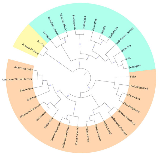 Phylogenetic dendrogram of 33 different dog breeds separated into three main clusters based on genetic distance which is presented in three different colors.