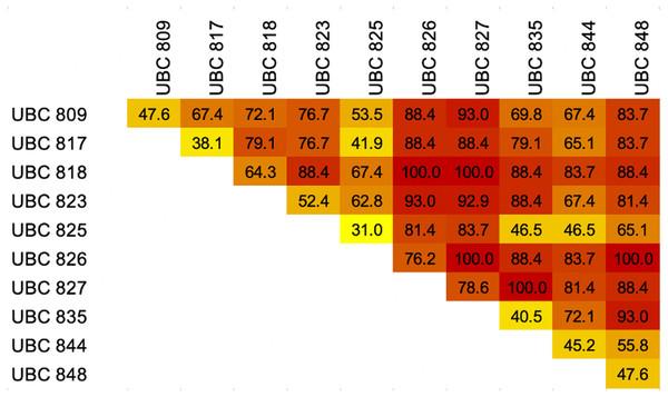 Heatmap showing percentages of breed discrimination from each breed and combination of Inter-simple sequence repeat (ISSR) markers coupled with High Resolution melting analysis (HRM) for identification of dog breeds.