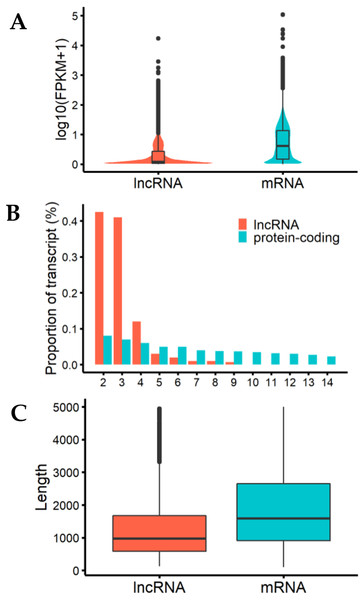 Characteristics of lncRNAs and mRNA.