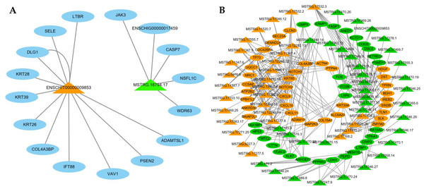 The network of differentially expressed (DE) lncRNA.