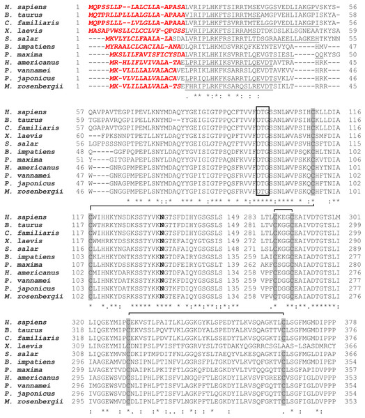 Alignment of amino acid sequences of MrCAT-D in M. rosenbergii with 10 other species.