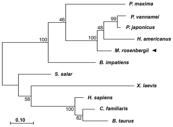 Claudogram of MrCAT-D sequences in comparison with those the other species, from crustaceans towards mammals.