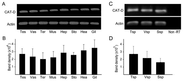 PCR amplification of MrCAT-D gene in multiple M. rosenbergii tissues and sperm from different part of reproductive tract.