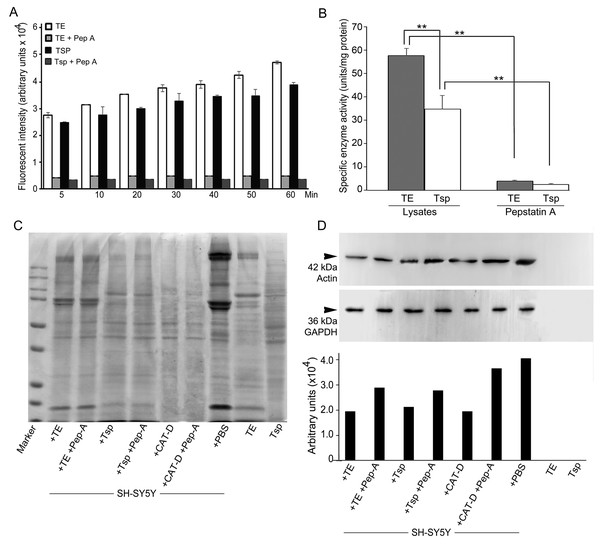 Activity of MrCAT-D in tissue extracts and their hydrolysis over the filamentous actin isolated from the cultured neuronal cells.