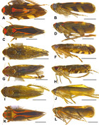 Portanini (Insecta: Hemiptera: Cicadellidae) from Peru: checklist with ...