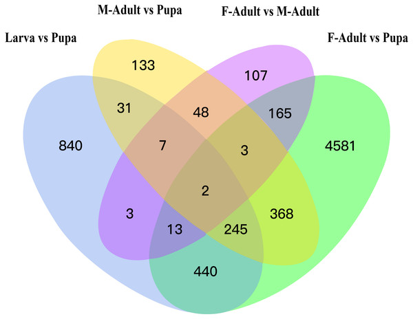 Venn diagram for DEGs at different development stages of R. ferrugineus.