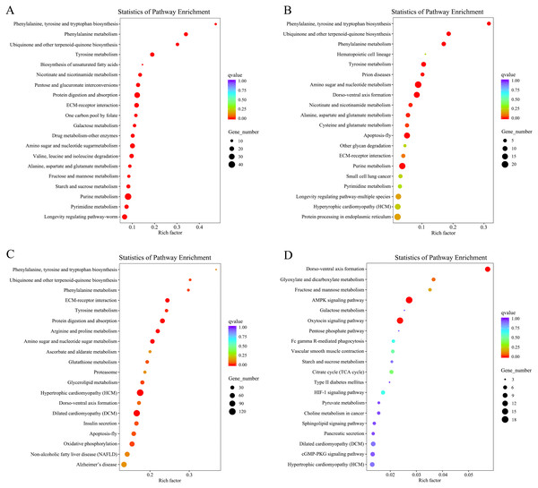 KEGG enrichment analysis of DEGs that compared among the different developmental groups.