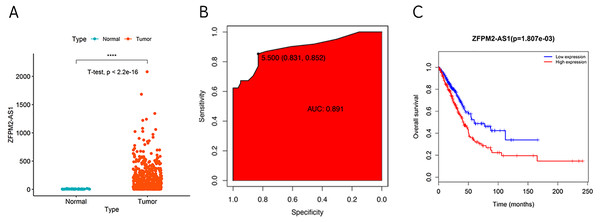  Correlation between higher ZFPM2-AS1 expression and poor prognosis.