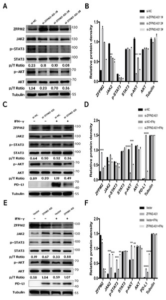 ZFPM2-AS1 positively regulated PD-L1 expression via the JAK-STAT and AKT pathways.