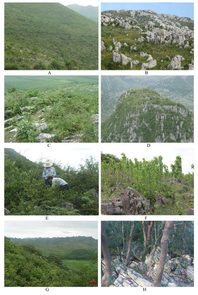 Different stages of secondary succession in the Guiyang karst landscape.