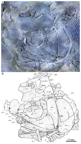 Skull and pectoral girdle of the holotype.