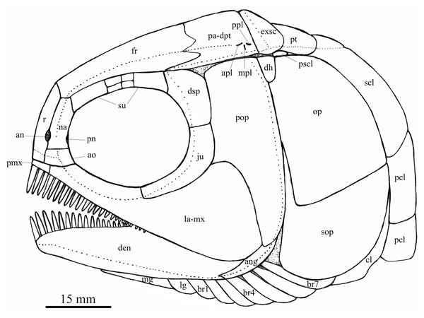 Reconstruction of skull and pectoral girdle.