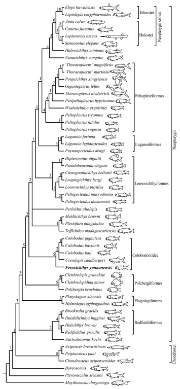 Feroxichthys yunnanensis gen. et sp. nov. (Colobodontidae, Neopterygii ...