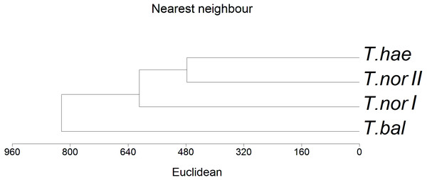 Dendrogram of hierarchical cluster analysis (nearest neighbour method) of studied dandelion microspecies: Taraxacum balticum (T. bal), T. nordstedtii (T.nor I, T. nor II) and T. haematicum (T. hae).