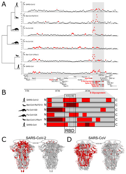 Distribution of evolutionary rate and positive selection across multiple species of coronaviruses of the Sarbecovirus subgenus.