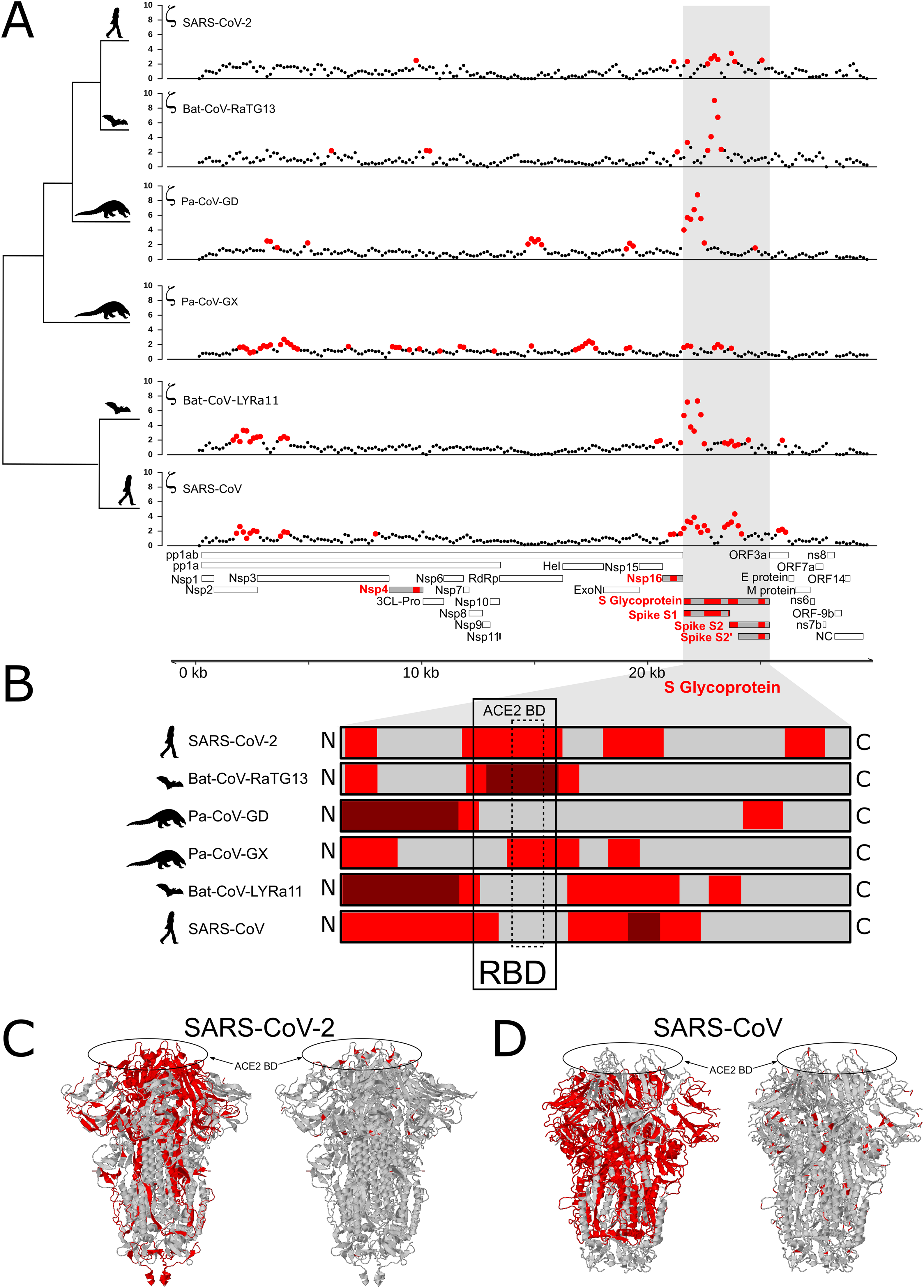 Positive Selection Within The Genomes Of Sars Cov 2 And Other Coronaviruses Independent Of Impact On Protein Function Peerj