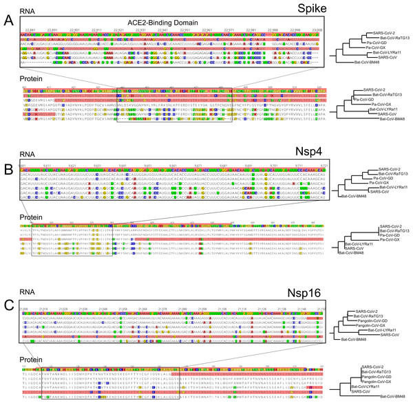 RNA and Protein sequences of Spike, Nsp4 and Nsp16.