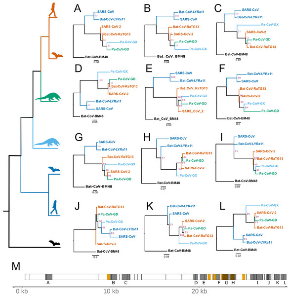 Regions of coronavirus genomes that violate the species tree.