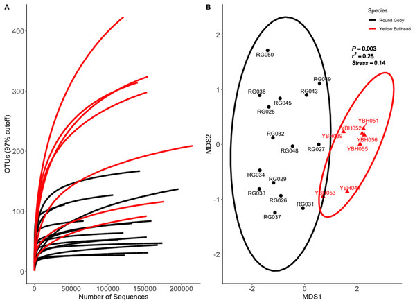 Rarefaction Curve (A) and NMDS ordination (B) for species comparison between Round Goby (RG) and Yellow Bullhead (YBH).