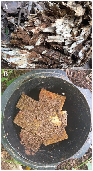 Coptotermes formosanus usually transports clay or soil into tree holes (A) and bait stations (B).