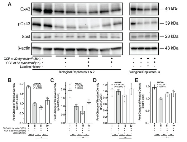 Protein expression changes of Cx43, pCx43, and Sost of MLO-Y4 osteocyte-like cells in response to re-applied compressive force with or without loading history.