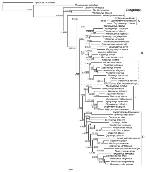Phylogenetic relationships of the tribe Oryzomyini.
