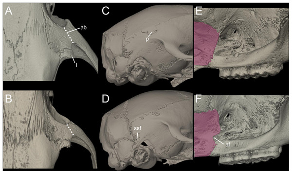 Main cranial traits differentiating species of Pattonimus gen. nov.: Pattonimus ecominga sp. nov. (top; MECN 5928, holotype) vs Pattonimus musseri sp. nov.