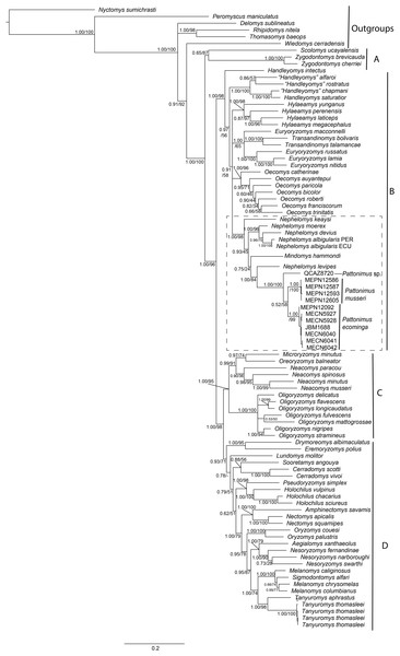 Phylogenetic relationships of the tribe Oryzomyini.