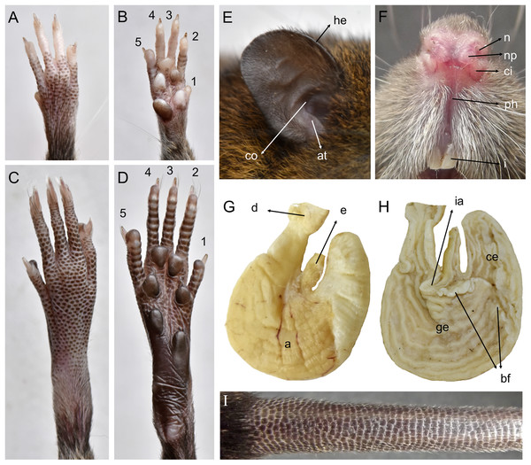 Pattonimus gen. nov. (Oryzomyini, Sigmodontinae), selected features of external and internal anatomy.