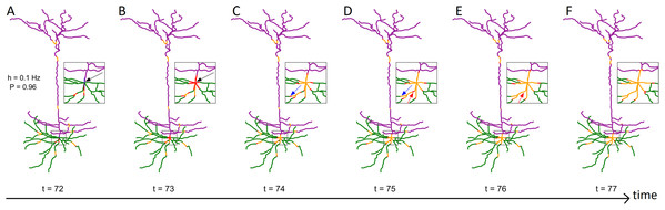 Series of snapshots showing how signals propagate along the neuron.