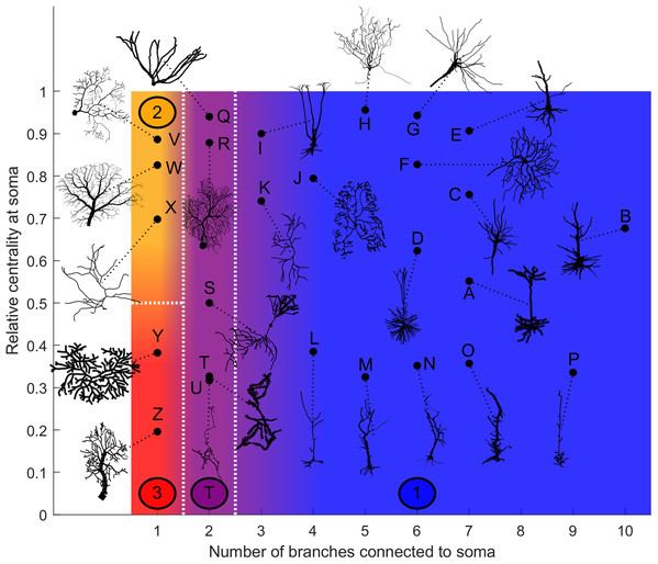 Categorization of neurons according to their relative energy consumption profile.