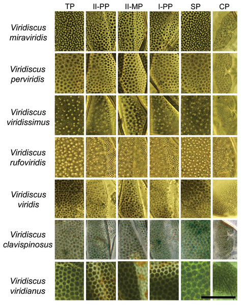 Comparison of the types of dorsal sculpture in the seven Viridiscus species (PCM).