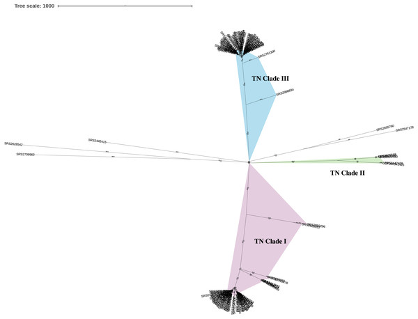 Unrooted neighbor-joining KSNP tree of Tennessee clinical Salmonella ser. Javiana isolates.